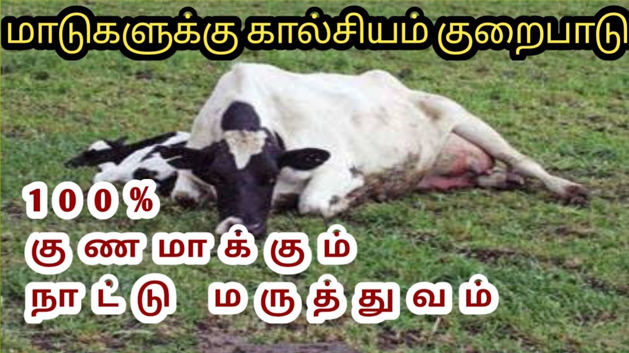 கன்று போட்ட மாடு படுத்த படுக்கையாகி விட்டதா? இயற்கை முறையில் சரி செய்யலாம்...