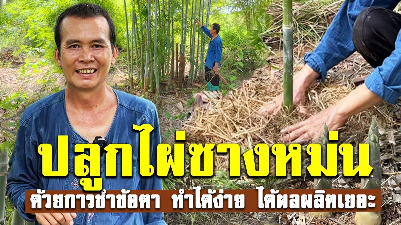 ปลูกไผ่ซางหม่น ด้วยการชำข้อตา รากออกไว ให้ผลผลิตเยอะ #ไผ่ซางหม่น #ไผ่ #ปลูกไผ่ #แนวทางเกษตร