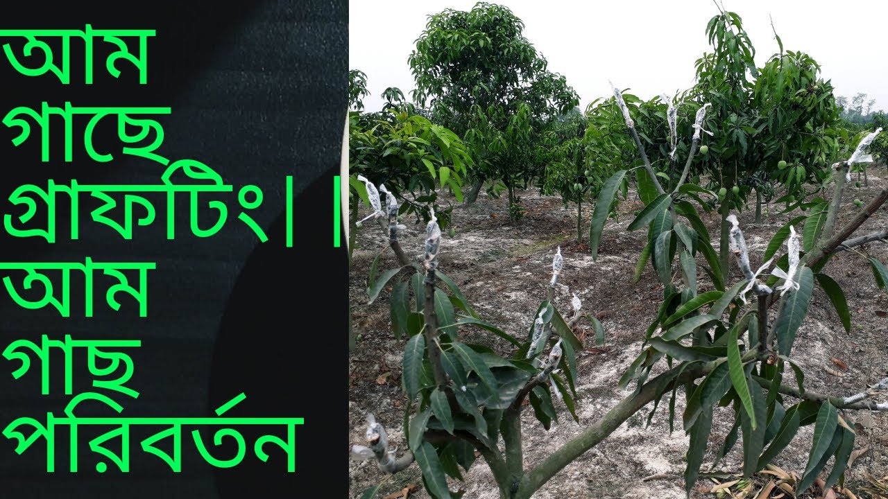 আম গাছে গ্রাফটিং | সঠিক নিয়মে গ্রাফটিং পদ্ধতি | আম গাছ পরিবর্তন | Mango Tree Grafting