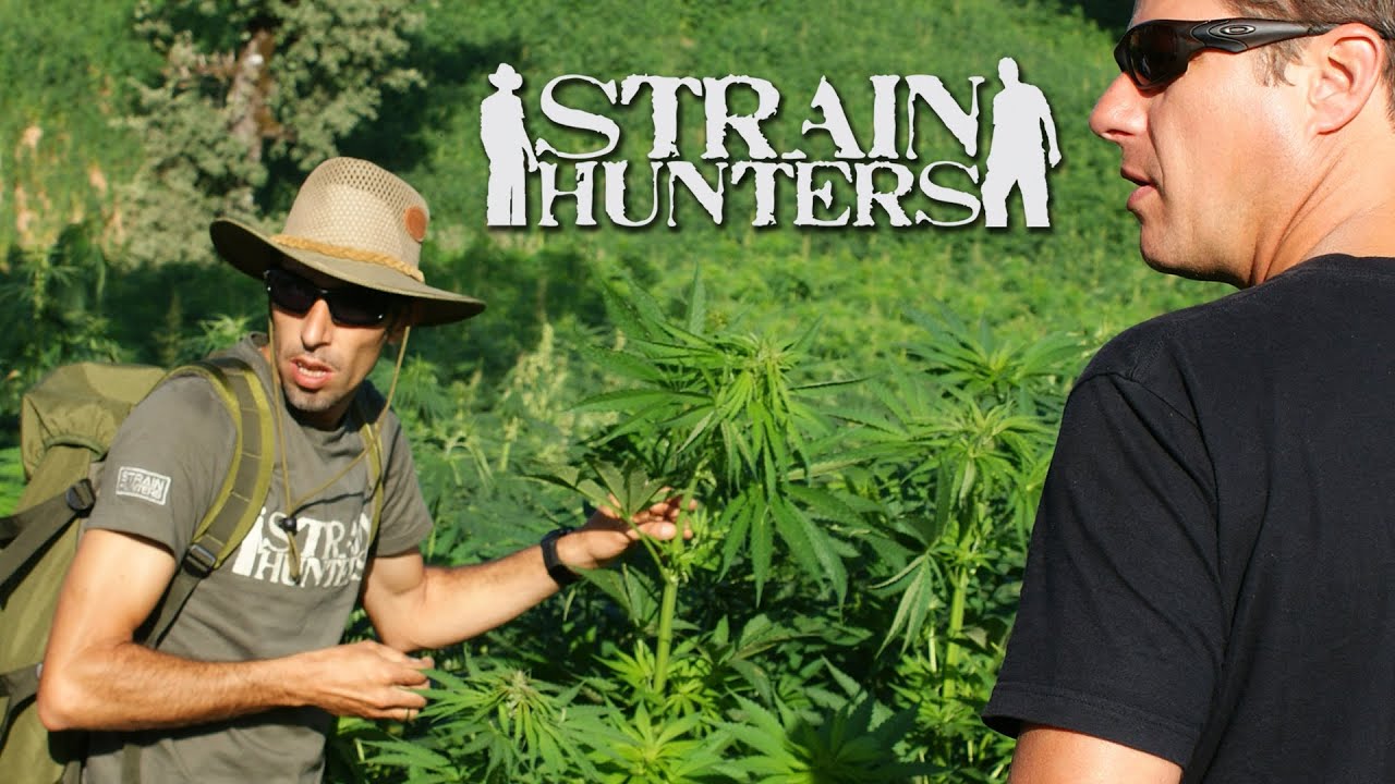 Strain Hunters Cannabis Revolution