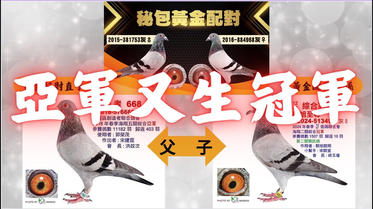 亞軍又生冠軍！朝旭競翔秘包黃金配對血統大公開　#宋建霆 #賽鴿 #強豪 #種鴿 #秘包 #黃金配對 #大斑金母 #飛戈 #養鴿  #南海賽鴿