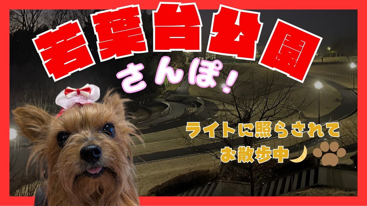 【若葉台公園 夜の散歩】小さなヨーキーLan、暗い中でも元気いっぱい！たくさんのワンちゃんと再会🐶✨