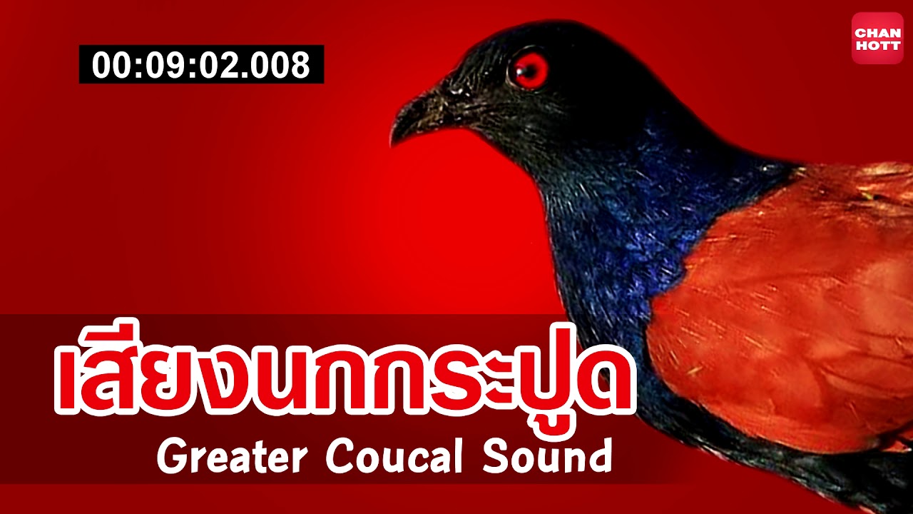 เสียงนกกระปูด Greater coual sound ใหม่ล่าสุด (Tiếng Chim Bìm Bịp) Burung bubut
