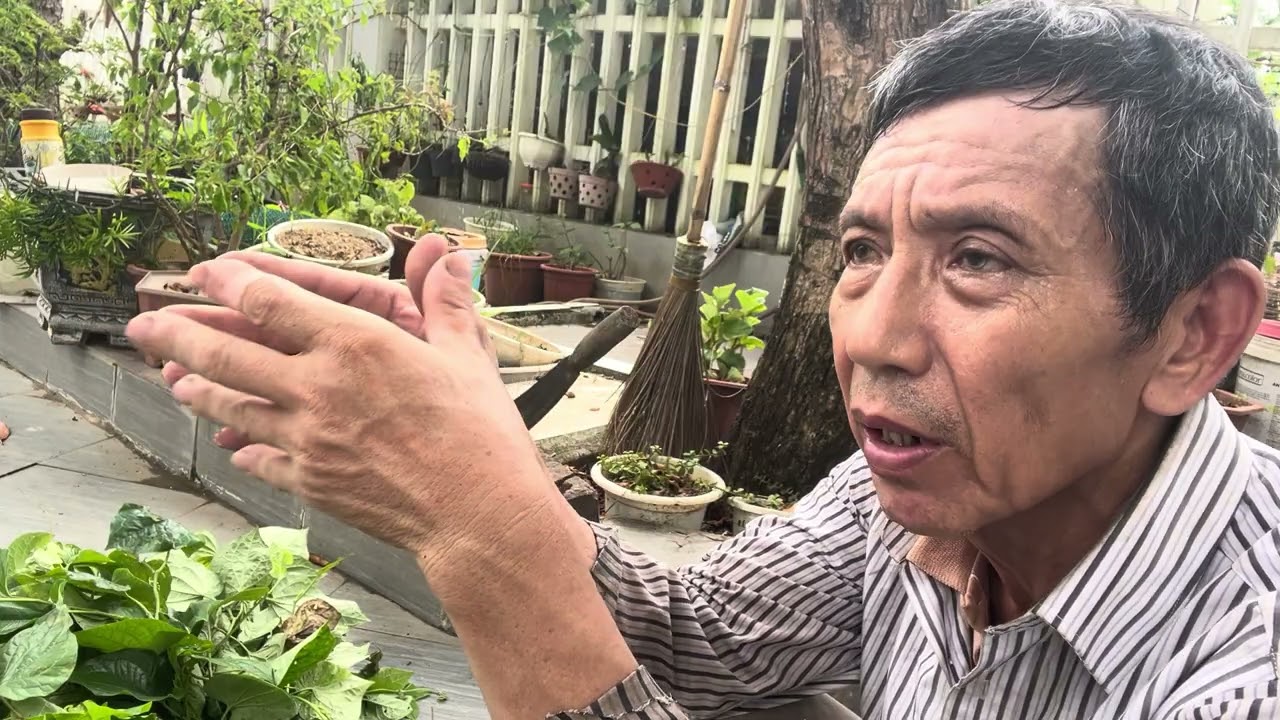 Nuôi gà thảo dược. 6 cây thuốc ,,, Rất tốt cho sức khoẻ