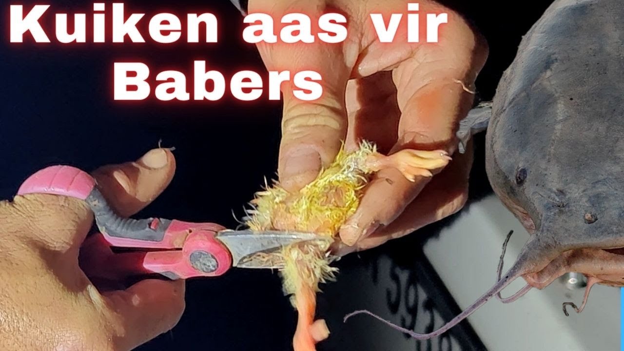 Hoe om 'n kuiken aan die hoek te sit vir babers ( baber / catfish / barbel)