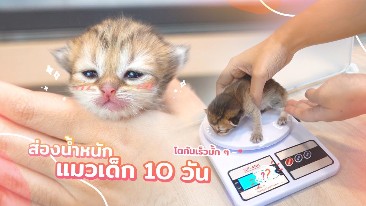 ลูกแมว 10 วัน จะน้ำหนักเท่าไหร่กันนะ