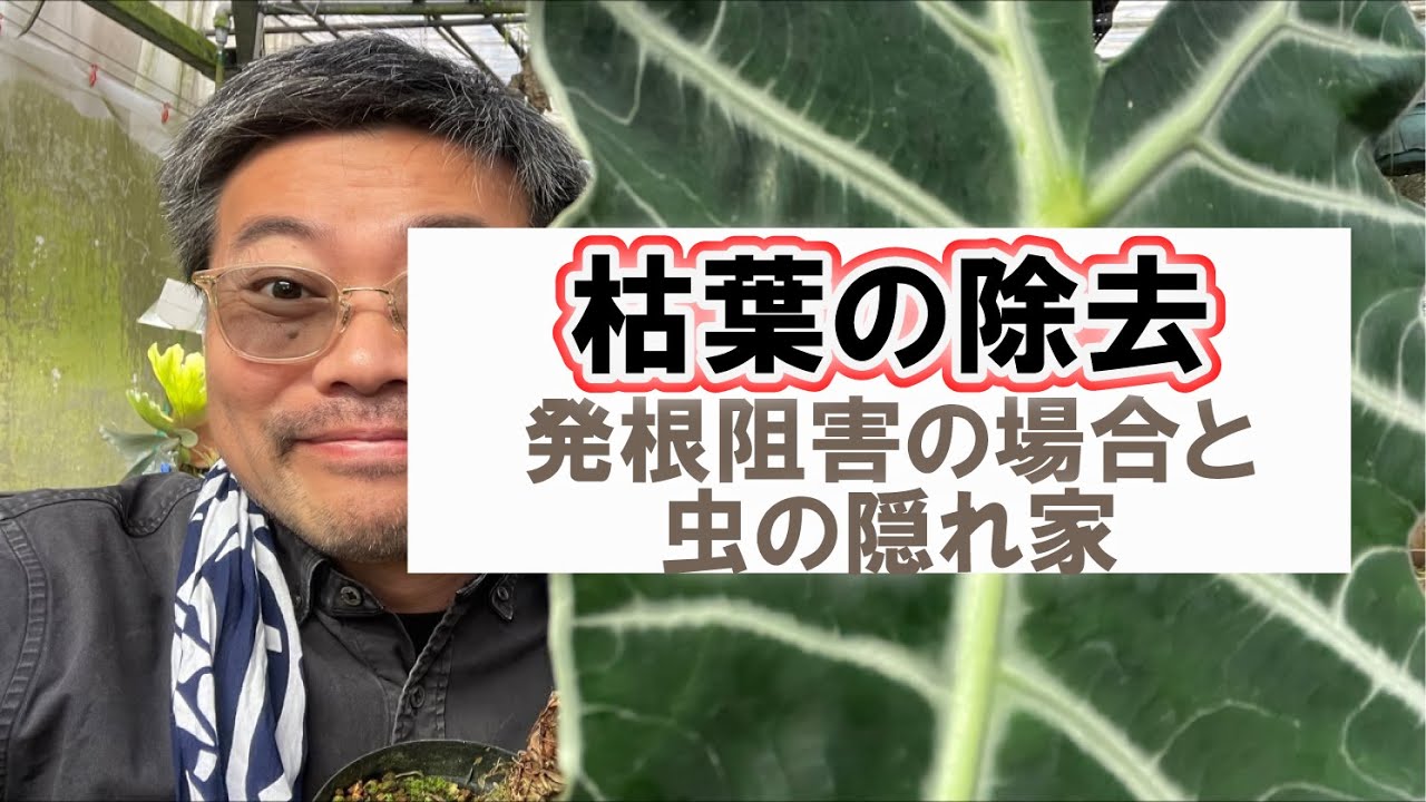 枯葉の除去は自然では起こらない