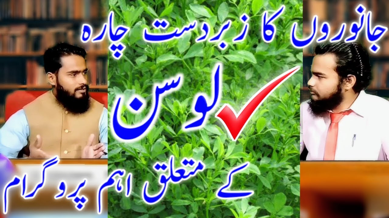 Losan Alfafa | Janwero ko Losan Chare Ka istamaal | Best Fodder Grass For Cows Rafaqat livestock