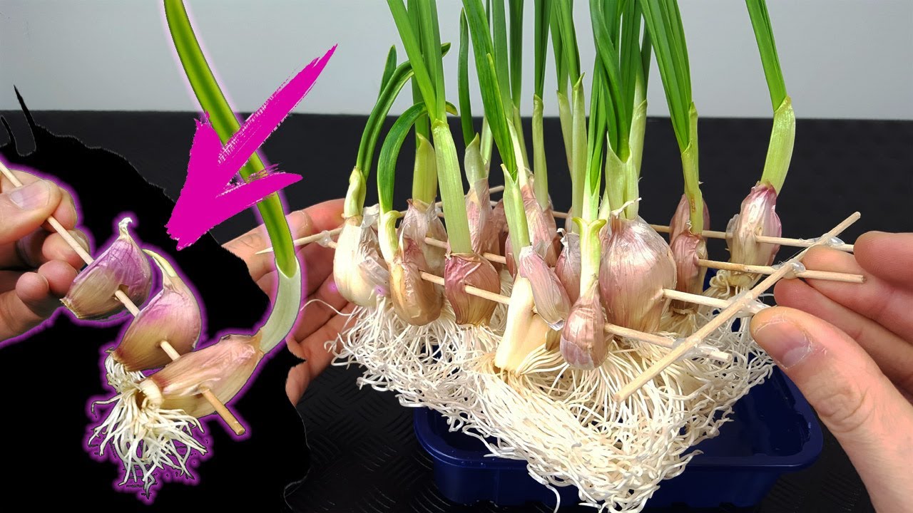 Cultiva ajos en casa sin parar atravesándolos con un palillo y agua - cultivo hidropónico -