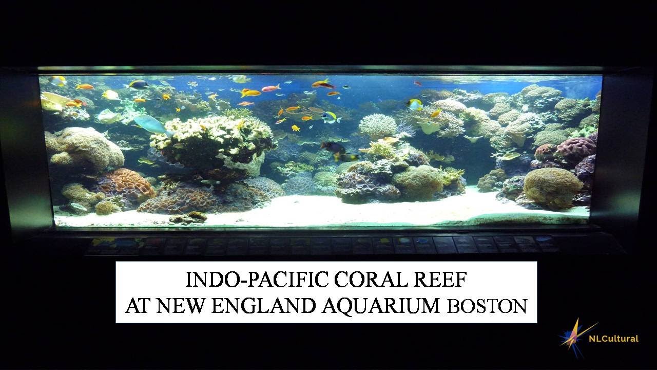 INDO-PACIFIC CORAL REEF AT NEW ENGLAND AQUARIUM BOSTON