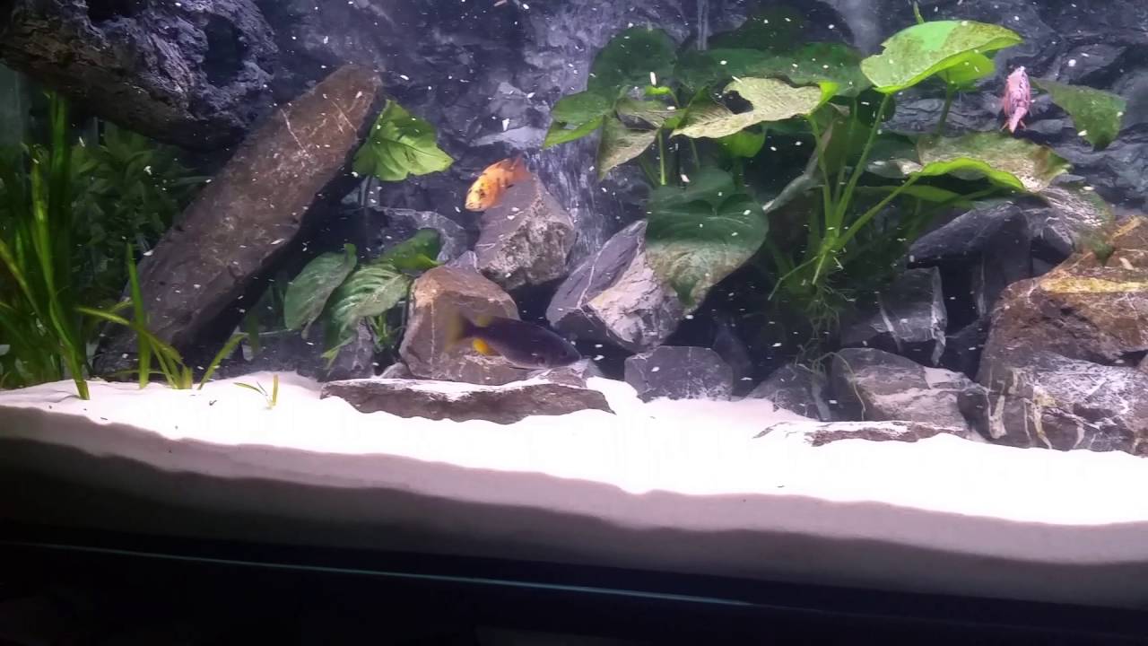 Synodontis Nigrita Mix