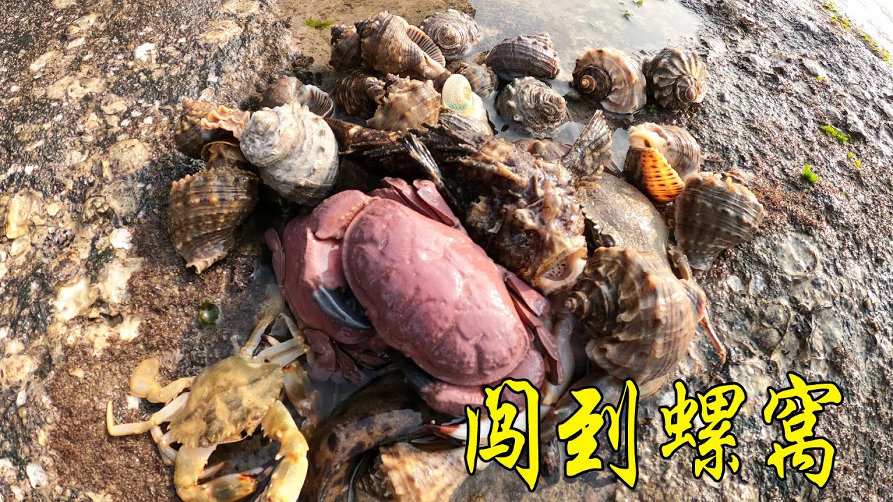 海边潮水退不下去，吴哥在潮水边上闲逛闯到螺窝，直接卖掉顶工钱