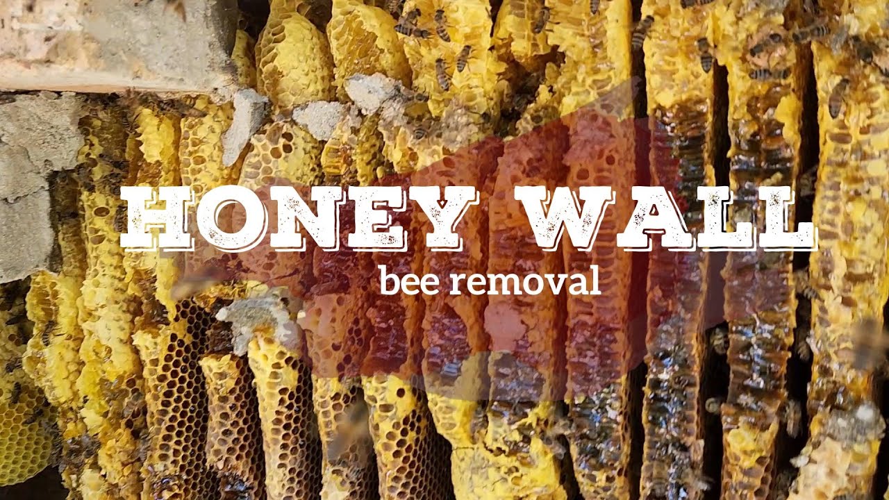 Bee removal from wall - full of honey 🍯 🇿🇦   (Bee removal 19 of 2022)
