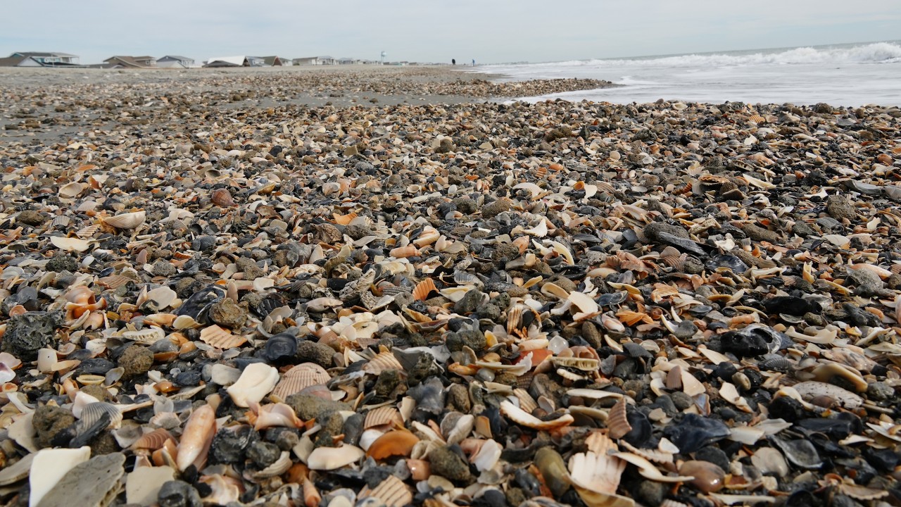 Is Holden Beach Shelling Worth the Hype? Virtual Beach Walk!