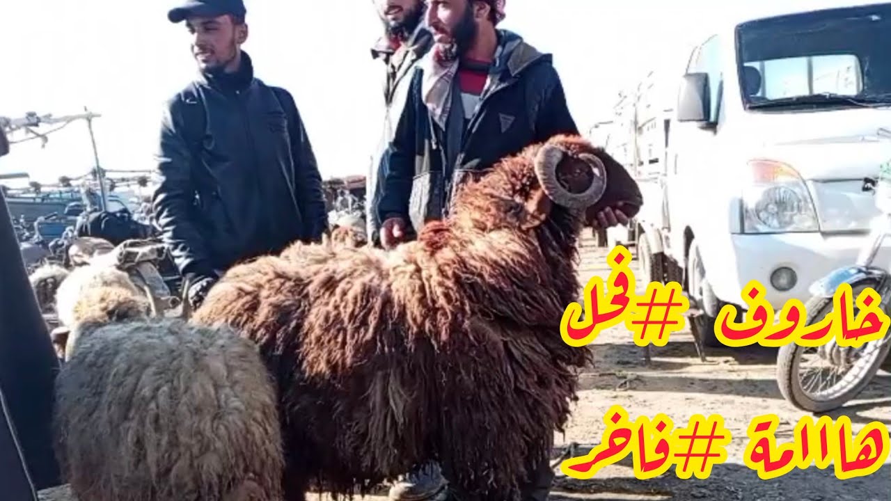سوق الحدادية 2026/3/9 ربج الدلال أبو جميل والدلال ابو حسين وحركة المجنوي والخاروف#فحل #اشتراك 