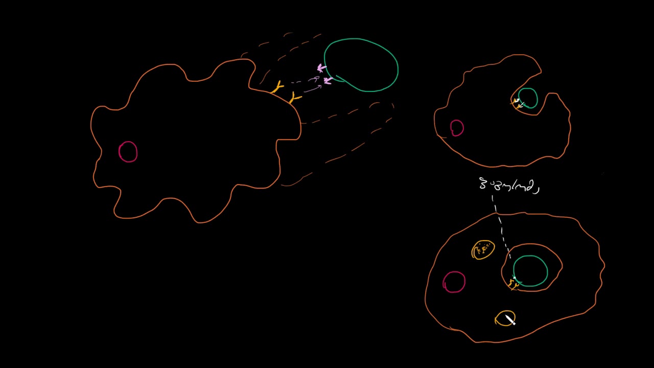 ფაგოციტების ფუნქცია თანდაყოლილ, ანუ არასპეციფიკურ, იმუნიტეტში