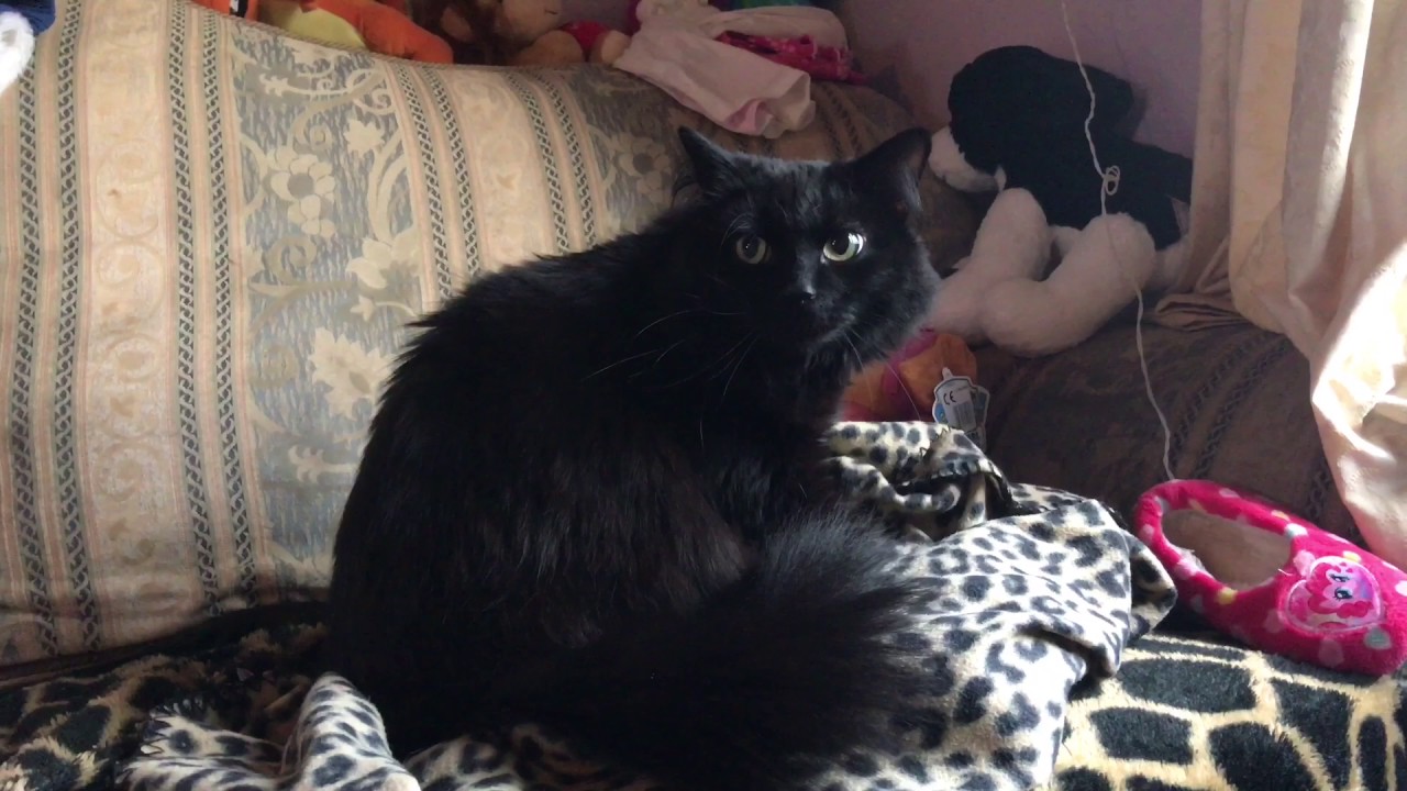 Fuzzy being cute