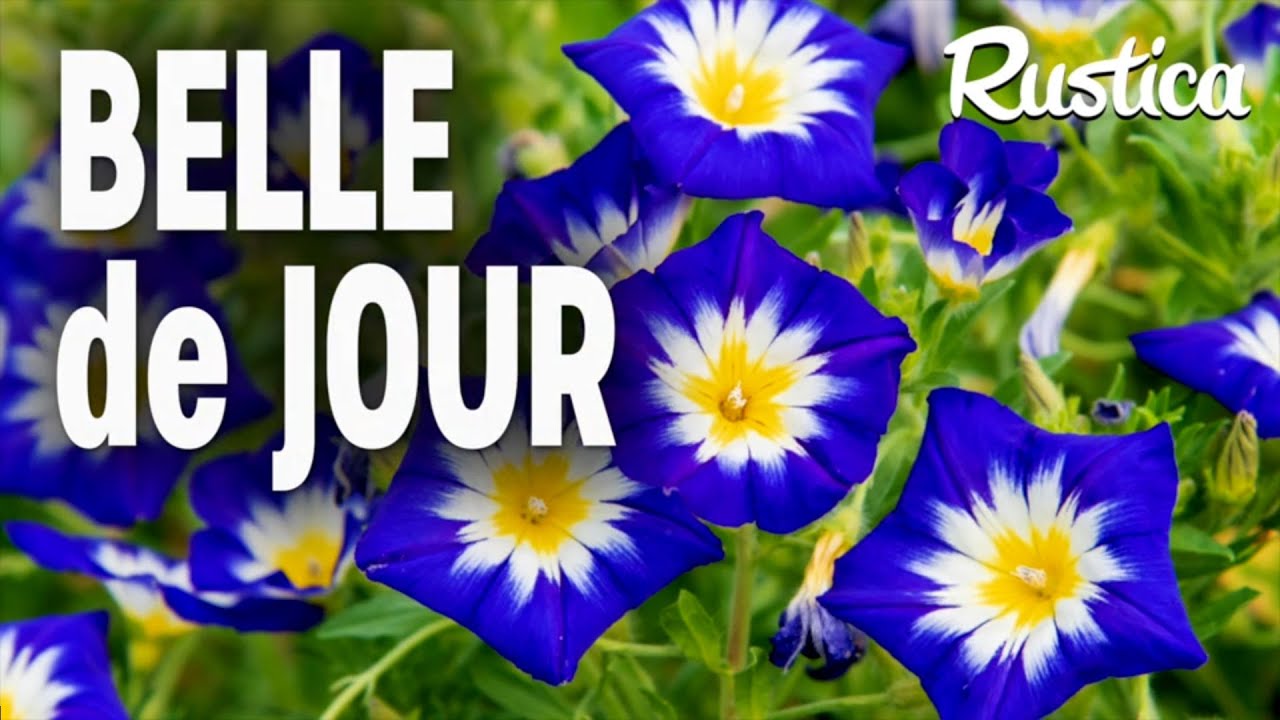 Belle de jour (Convolvulus tricolor)