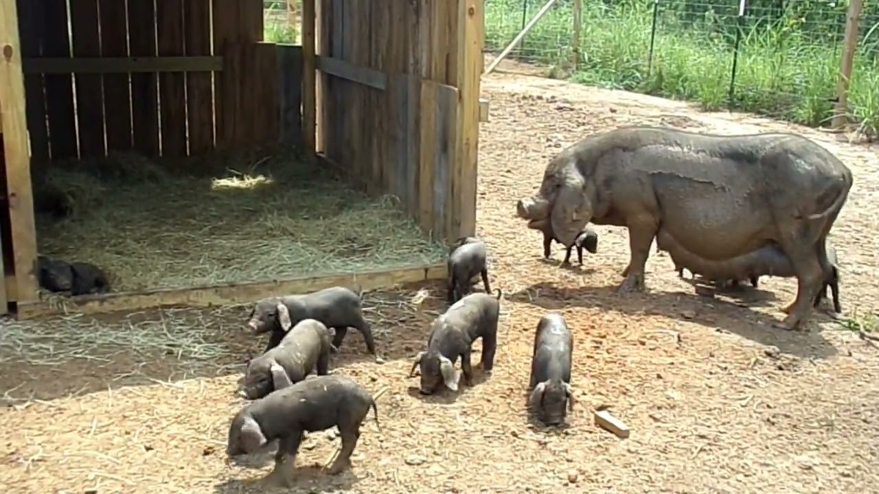 Meishan Pigs