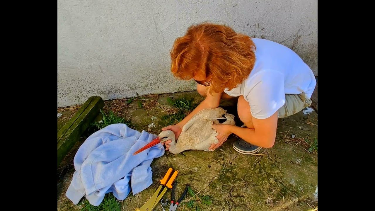 Bociani sezon w azylu rozpoczęty