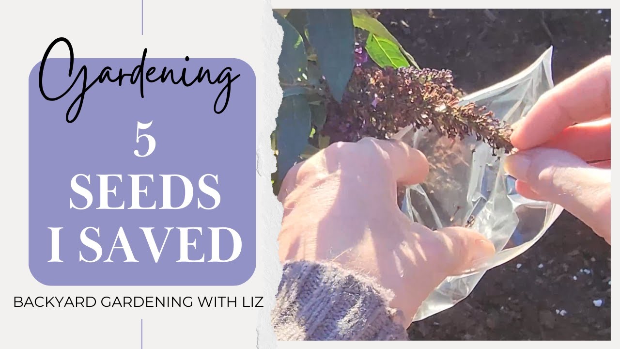5 Flower Seeds I Collected from My Garden - Saving Seeds For Next Year ( Gardening Journey EP 38)