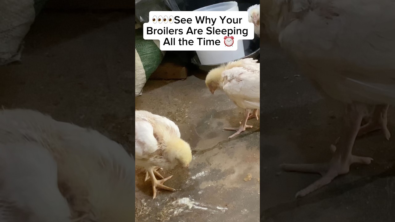 😴 Reasons Why Your Broilers Are Sleeping All the Time 😴 #poultrytips #farming #viraltiktok #shorts