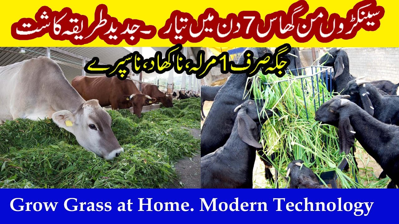 How To Grow Grass for Animals? | Grass for Goat Farming | Sabz Chara | Hydroponic Fodder