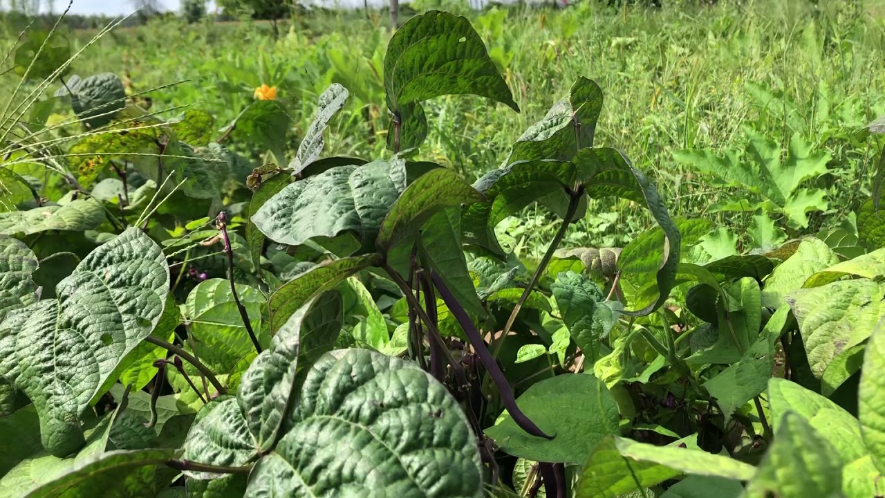 When to harvest purple beans