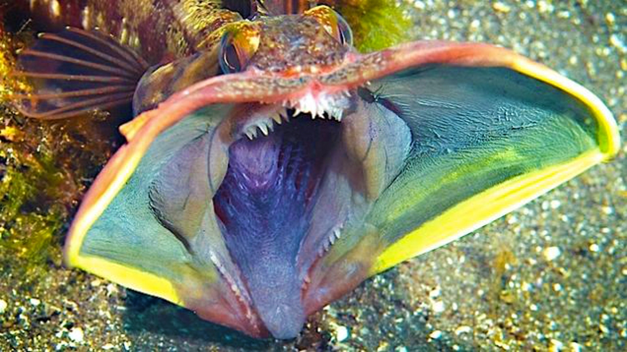 10 Animales extra&ntilde;os e incre&iacute;bles del fondo del mar!