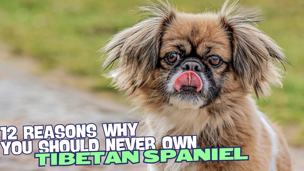 12 powod&oacute;w, dla kt&oacute;rych nigdy nie powinieneś mieć tybetańskiego spaniela 🐶