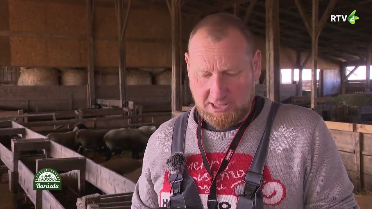 Juhtenyésztés Kúlán (Barázda)