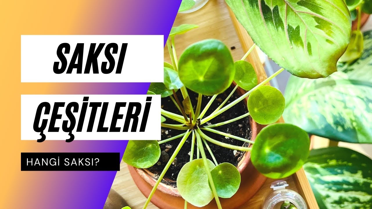 Saksı Çeşitleri - Plastik, Terracotta ve Seramik Saksıların Artıları Eksileri