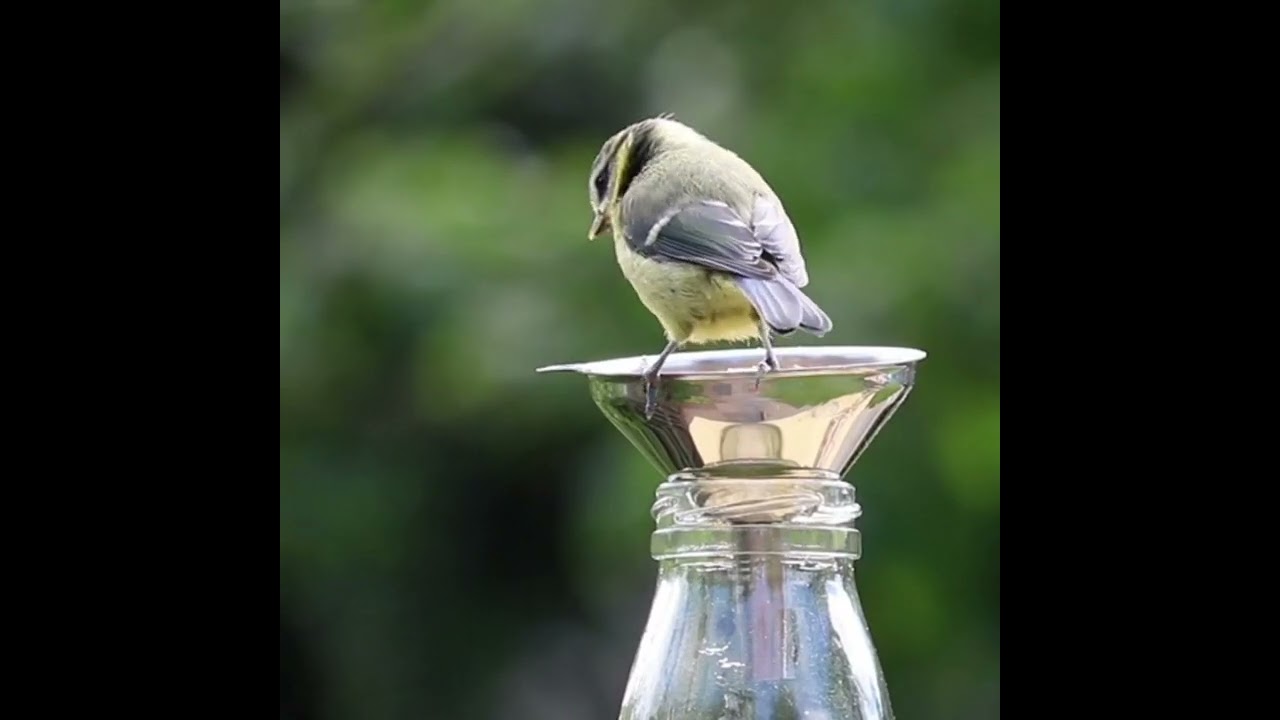 beautiful sparrow, #sparrowsounds #shorts #sparrowshorts #relaxyourmind #birdsshorts