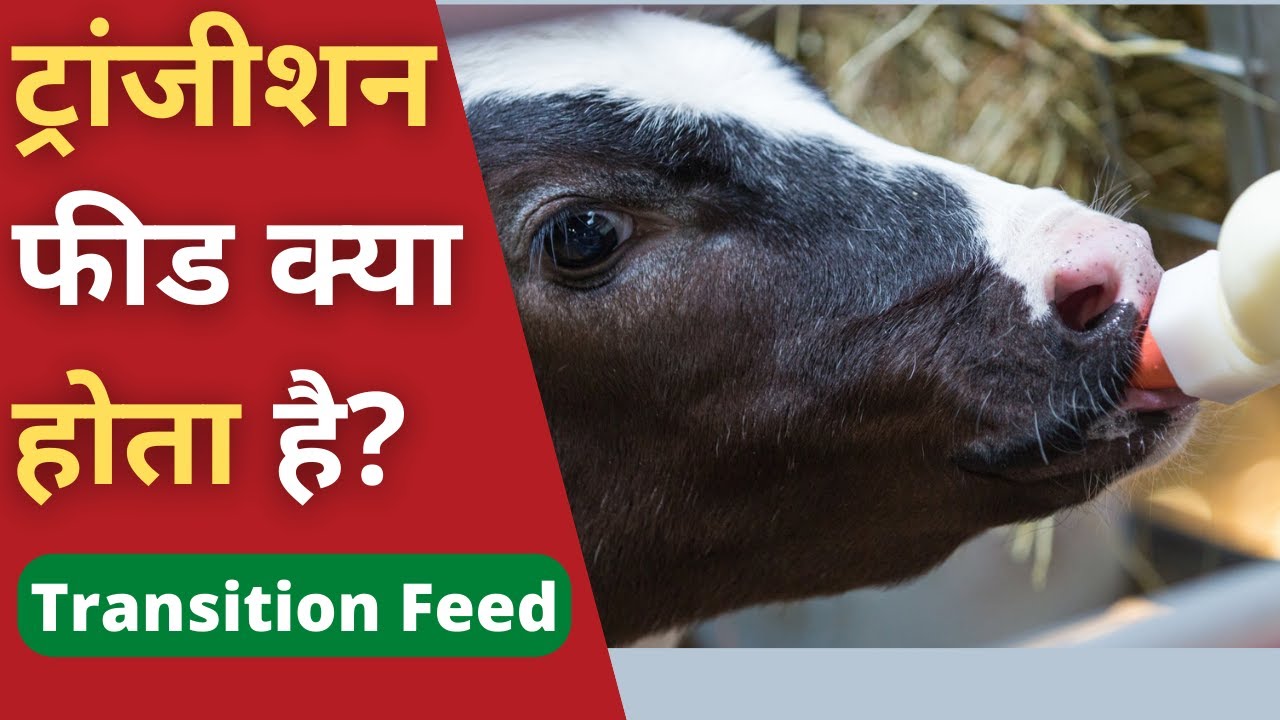 ट्रांजीशन फीड क्या होता है? | Transition Feed for Cow