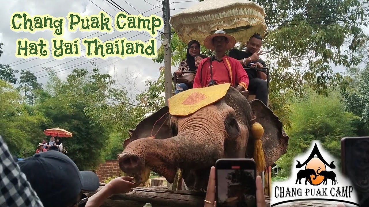 Bagi Gajah Makan Di Thailand 🐘