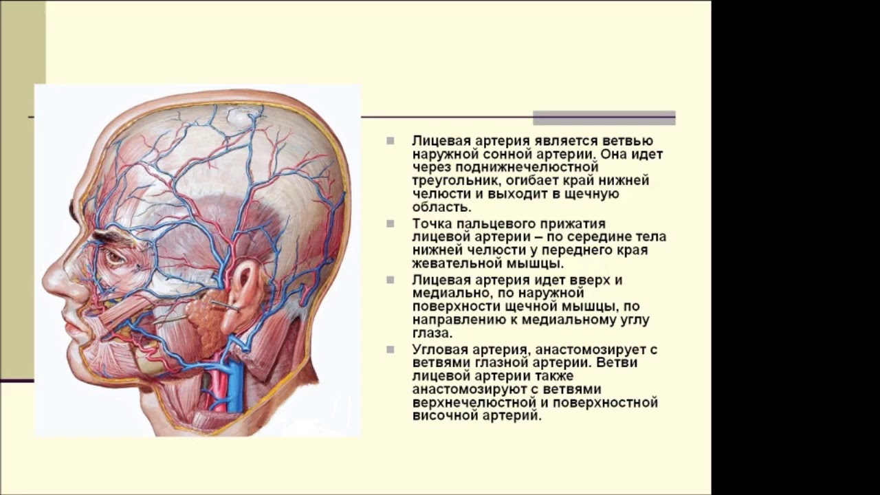 Топанатомия 2.Боковая область лица