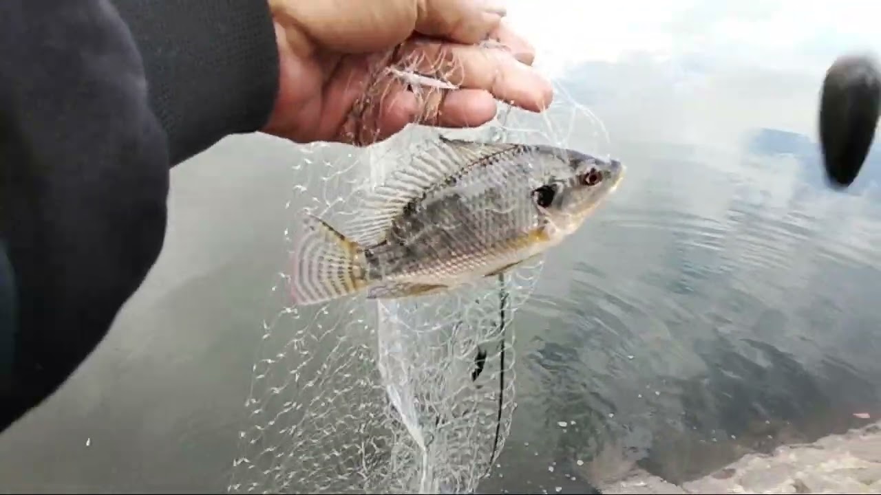 Ikan lagi minggir mancing tehnik jaring hula-hula #fising #tilapia