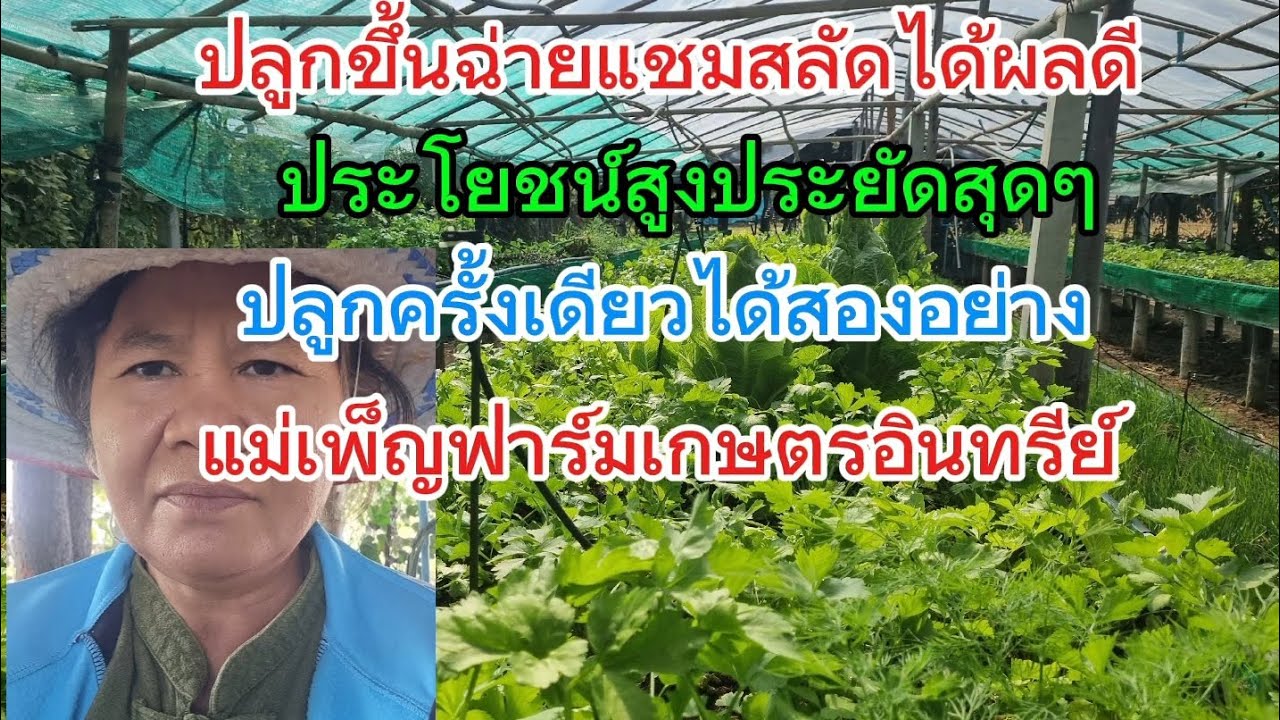 ปลูกขึ้นฉ่ายแชมสลัดได้ผลดีเกินคาด