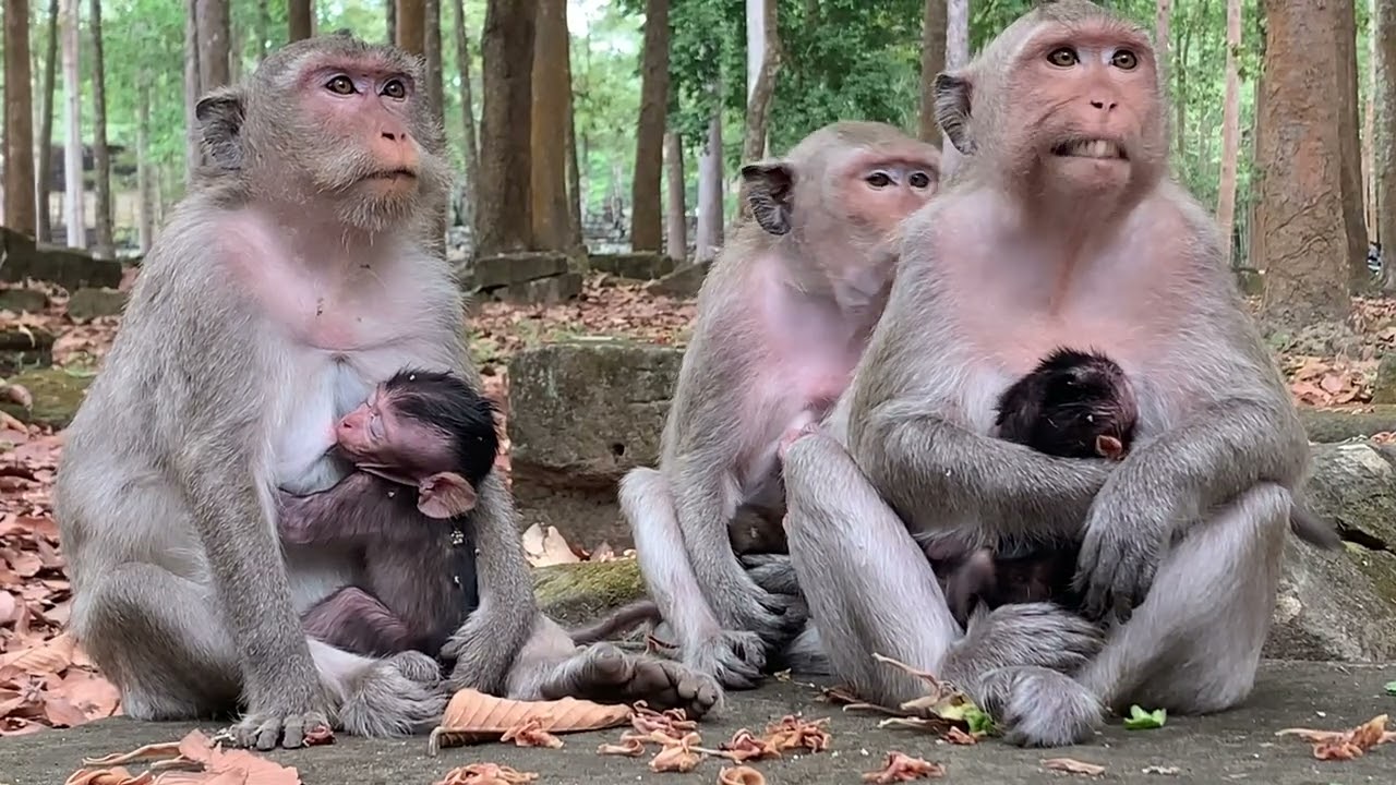 🐒❤️ Cute Baby Monkey Drinking Mother&rsquo;s Milk