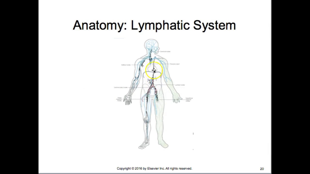 Vascular, Cardiac and Interventional Procedures