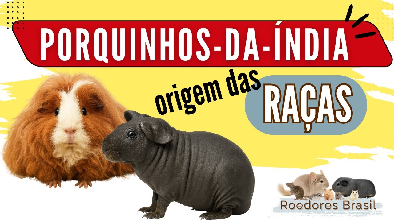 Porquinhos-da-Índia: Origem das Raças e Diferença entre Espécie e Raça.