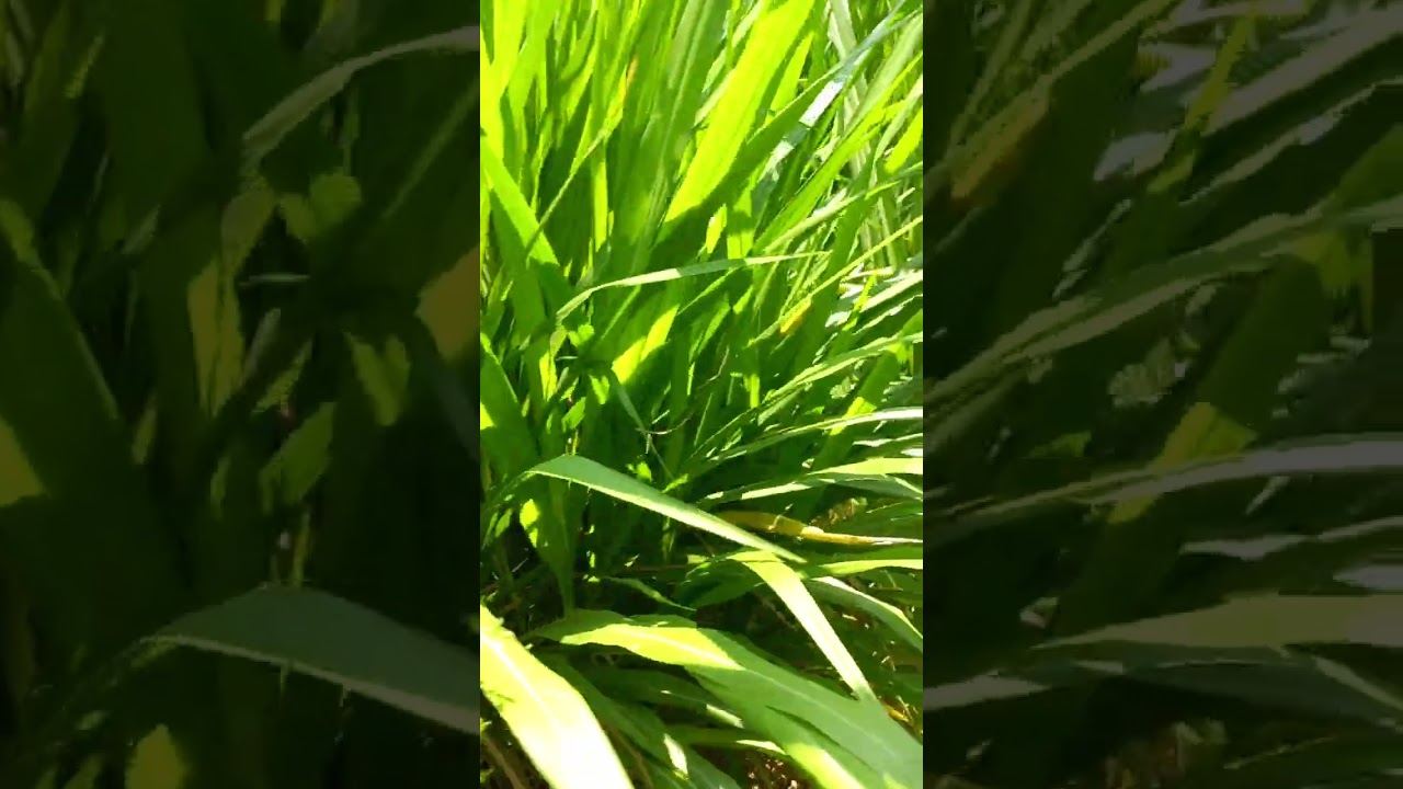 Super Napier Plantation and Mixed Corping by farmer