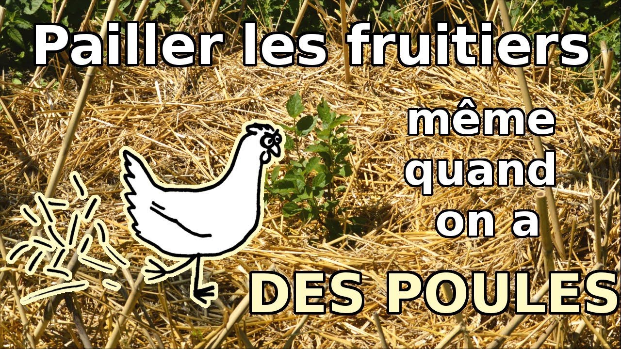 Pailler le sol au pied des fruitiers (même quand on a des poules !)