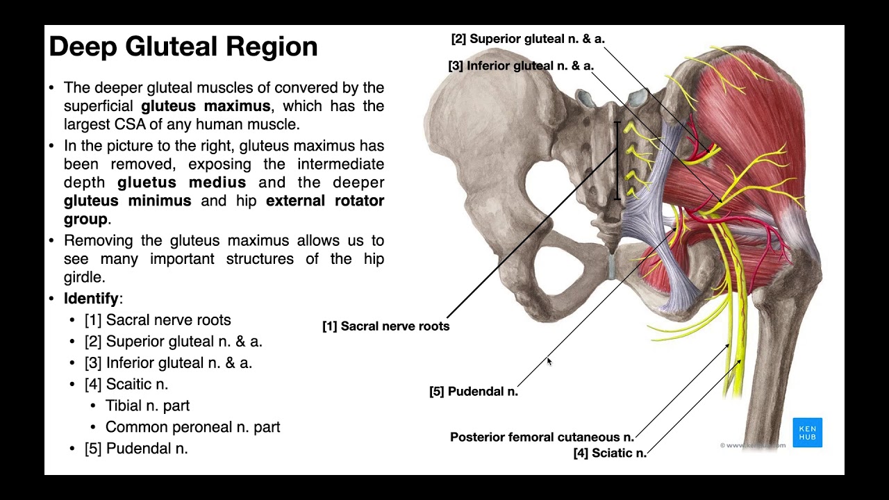 Hip External Rotators | The Deep Gluteal Muscles