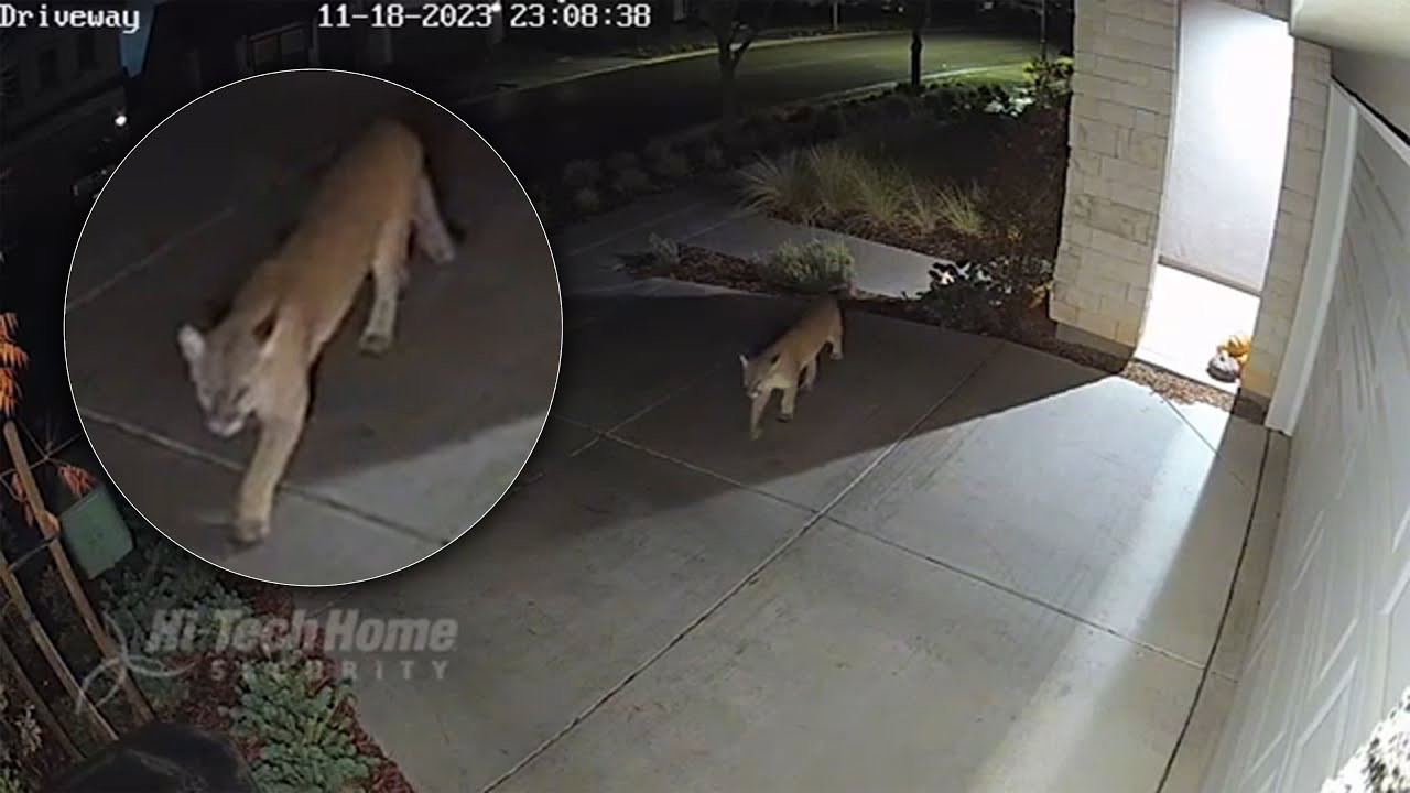 Mountain lion spotted roaming through neighborhood in Madera County