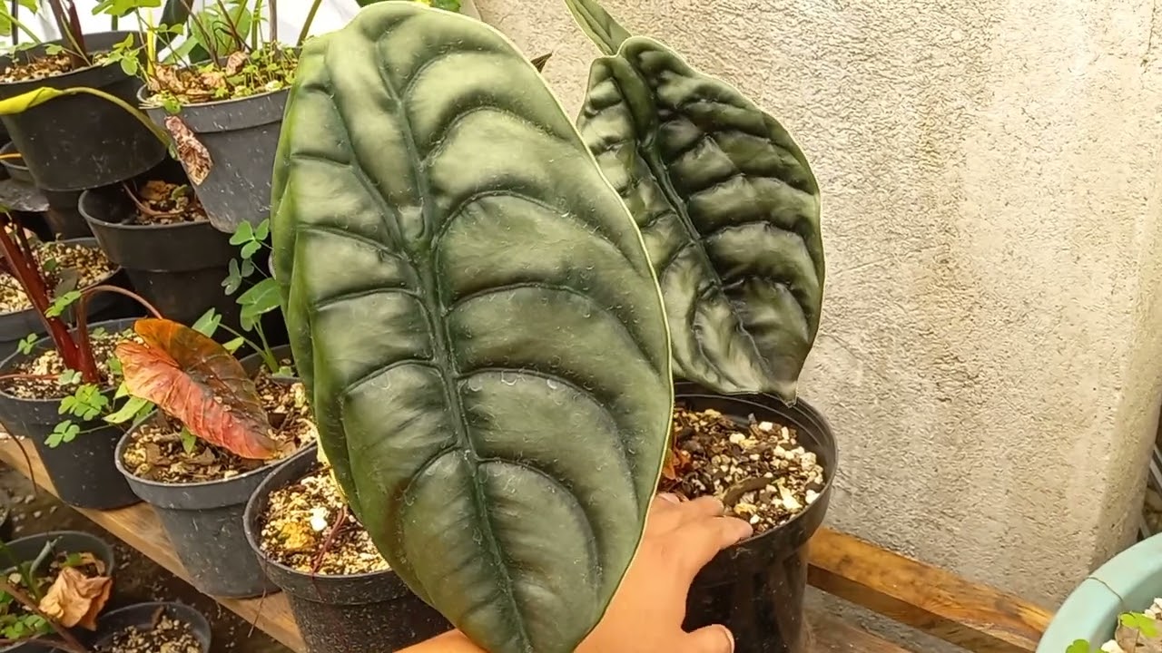 Alocasia cuprea y sus cuidados