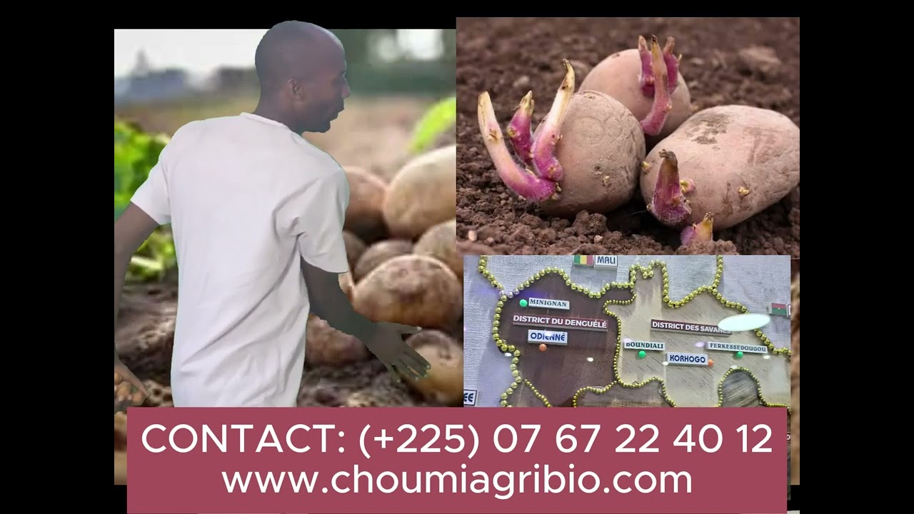🇨🇮🇨🇮VOICI COMMENT PRODUIRE LA POMME DE TERRE PARTOUT EN CÔTE D'IVOIRE🇨🇮🇨🇮