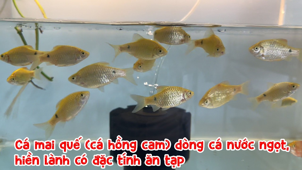Cá mai quế (cá hồng cam), dòng cá nước ngọt, hiền lành có đặc tính ăn tạp 