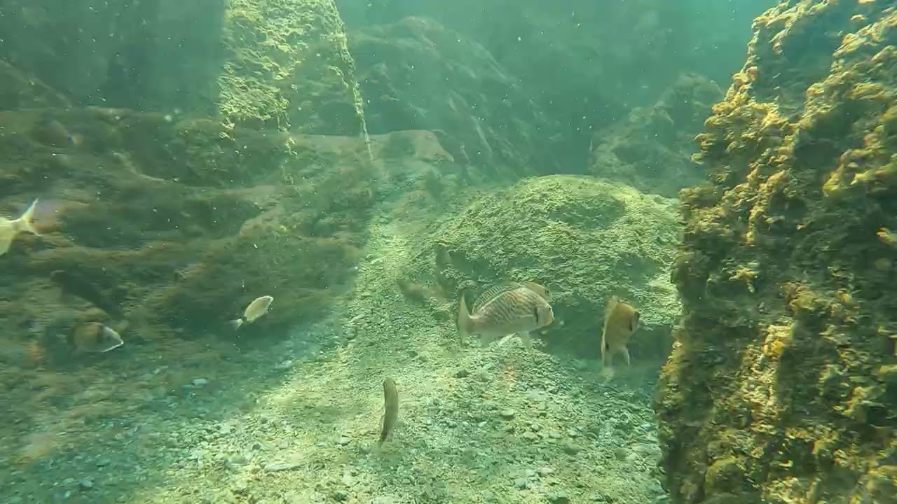 Nel mar Ligure - Pesce Ombrina - The shi drum (Umbrina cirrosa)