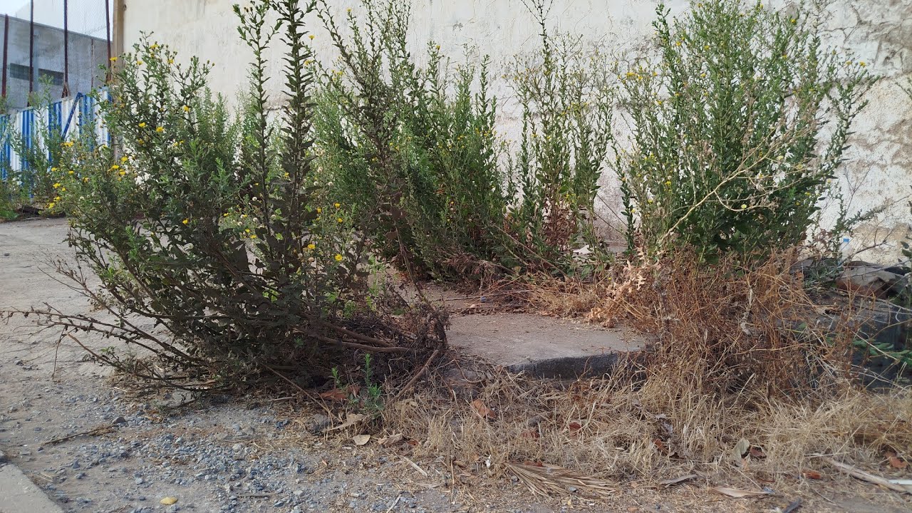 Произошло что-то странное... тротуар скрывал то, чего мы не ожидали.